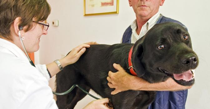 SCARICARE SPESE VETERINARIE 2015